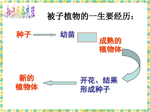 初中生物被子植物的一生PPT课件