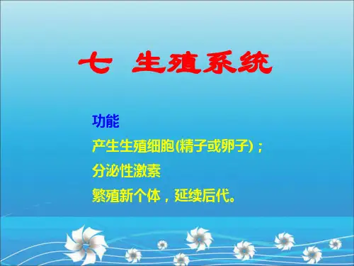 解剖生理课件——生殖系统