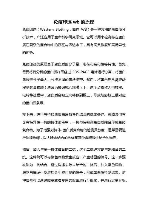 免疫印迹wb的原理