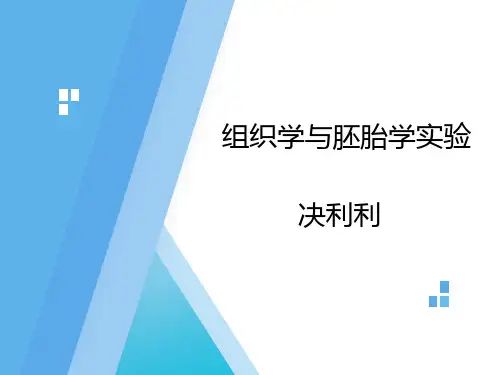 实验一：上皮组织