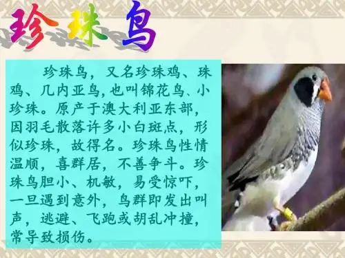 7.珍珠鸟