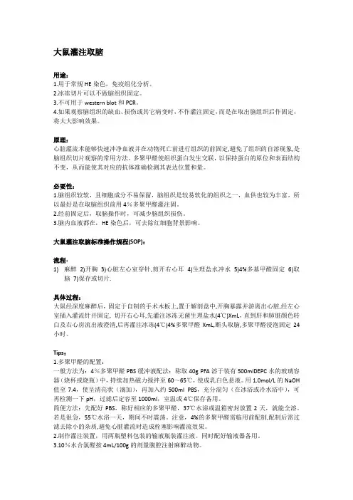 大鼠灌注取脑