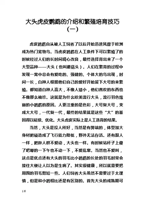 大头虎皮鹦鹉的介绍和繁殖培育技巧