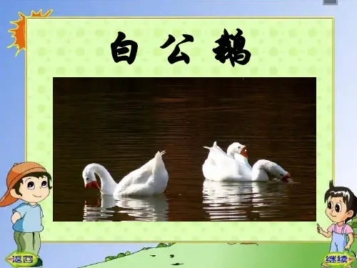 《白公鹅》PPT课件6