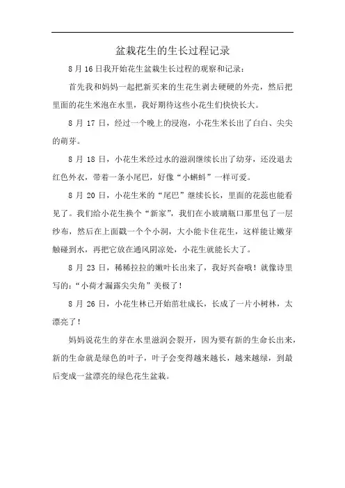 盆栽花生的生长过程记录