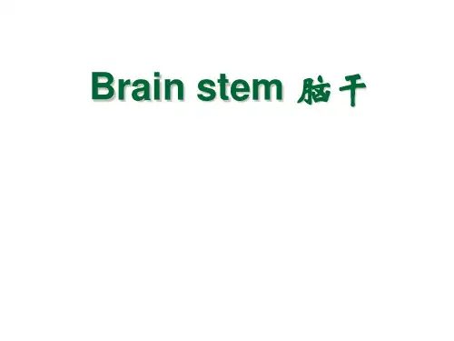 系统解剖 英文版 神经系统 脑干Brain stem