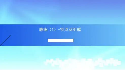 静脉1人体解剖学