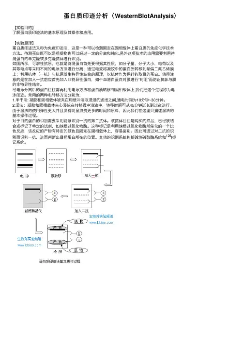蛋白质印迹分析（WesternBlotAnalysis）