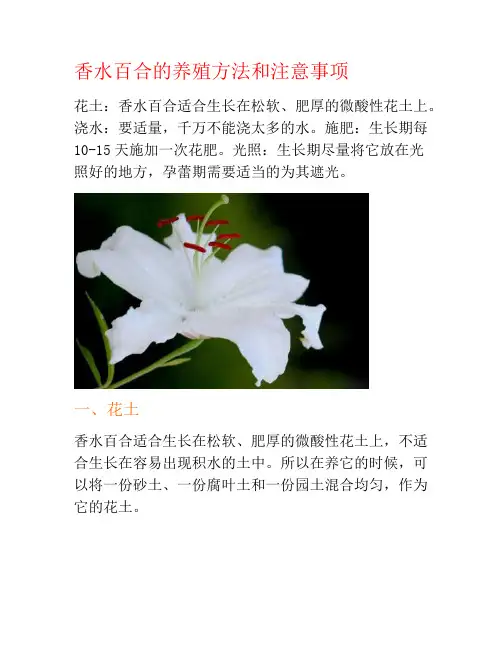 香水百合的养殖方法和注意事项