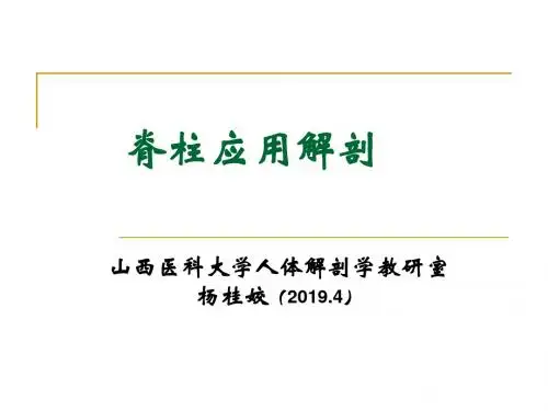 2019.4脊柱应用解剖