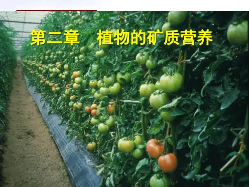 植物必需的矿质元素