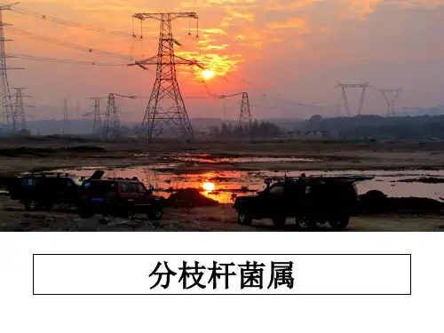 最新分枝杆菌属教学讲义ppt