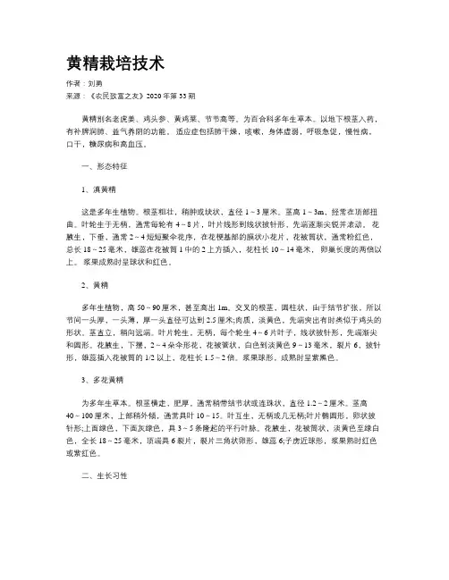 黄精栽培技术