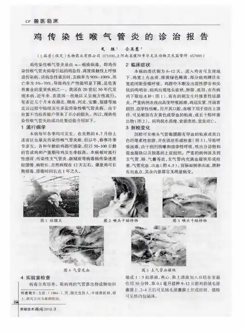 鸡传染性喉气管炎的诊治报告