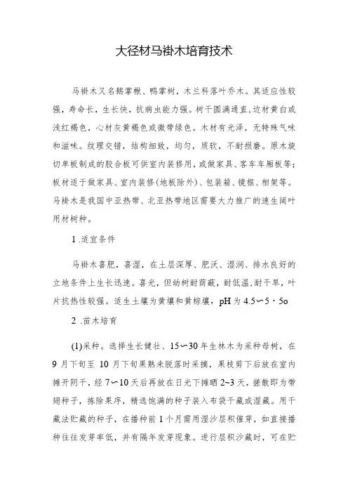 大径材马褂木培育技术