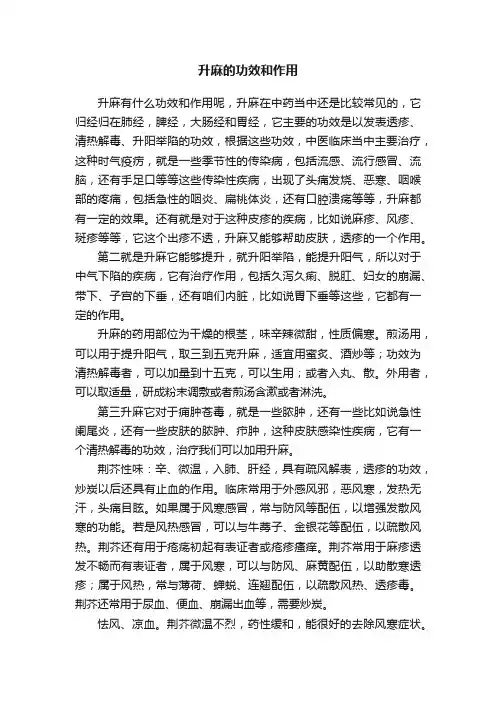 升麻的功效和作用