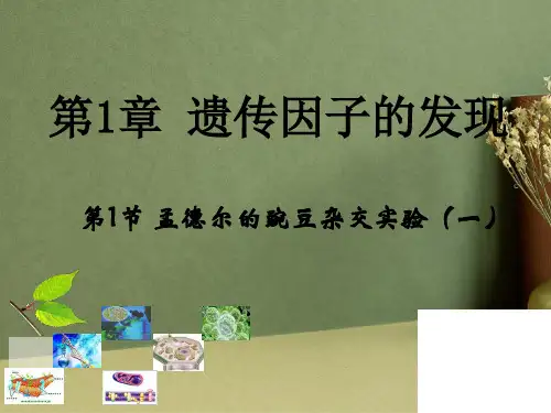 遗传因子的发现课件PPT (3)