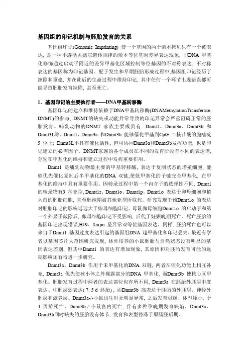 基因组的印记机制与胚胎发育的关系