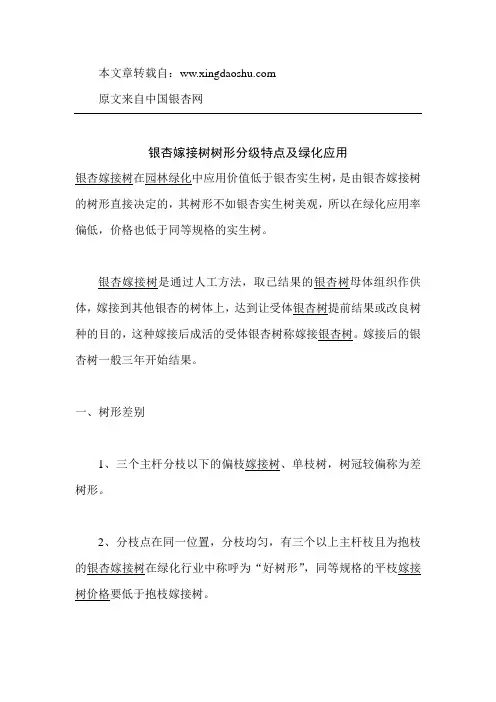 银杏嫁接树树形分级特点及绿化应用