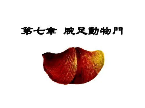 古生物学-腕足动物