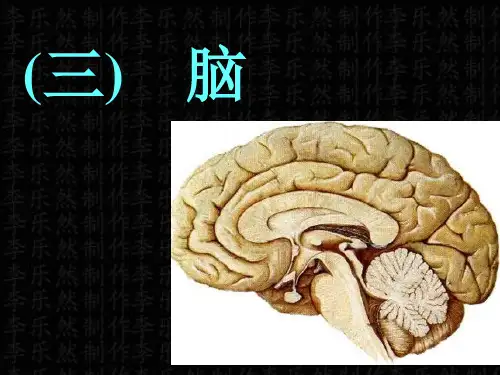 第三节 脑干、小脑、间脑