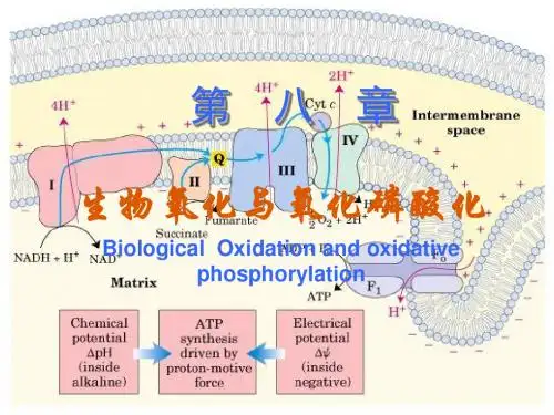 05第八章生物氧化与氧化磷酸化