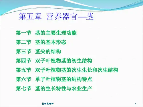 植物学第五章PPT课件