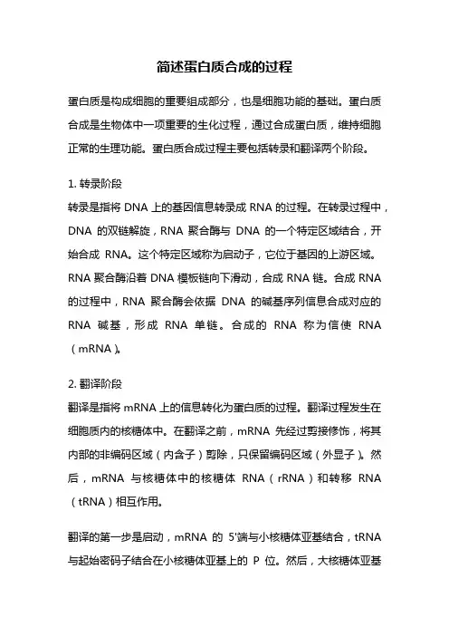 简述蛋白质合成的过程