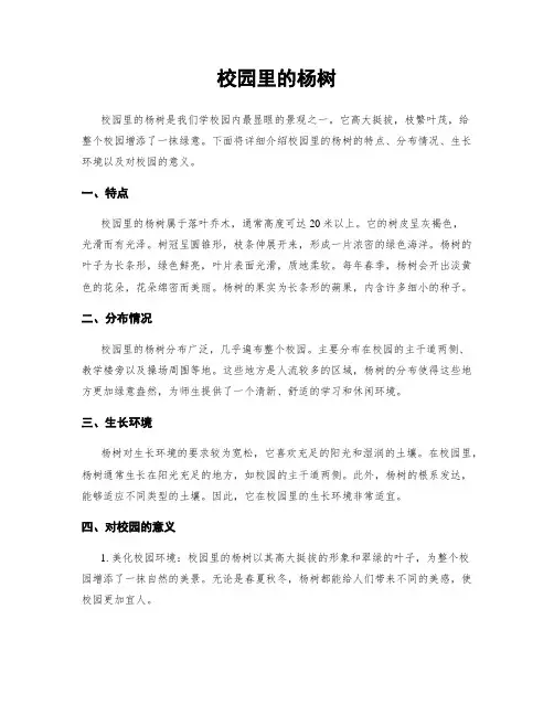 校园里的杨树
