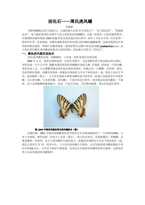 活化石—— 周氏虎凤蝶