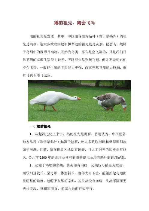 鹅的祖先,鹅会飞吗