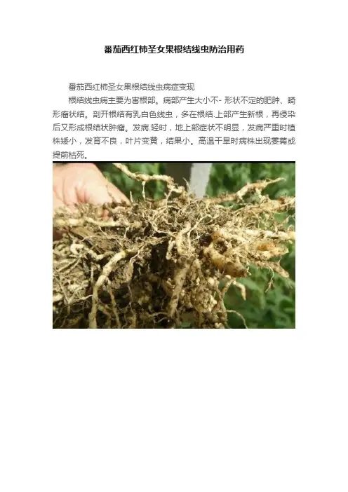 番茄西红柿圣女果根结线虫防治用药