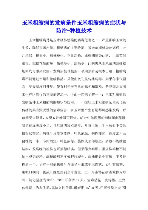 玉米粗缩病的发病条件 玉米粗缩病的症状与防治 - 种植技术