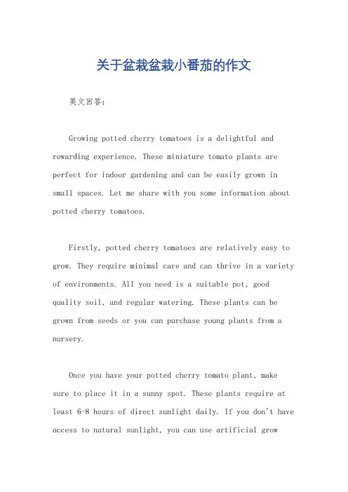 关于盆栽盆栽小番茄的作文