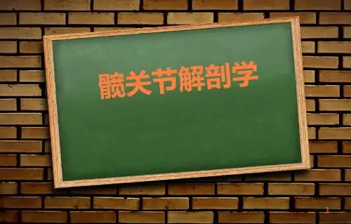 髋关节解剖学PPT课件