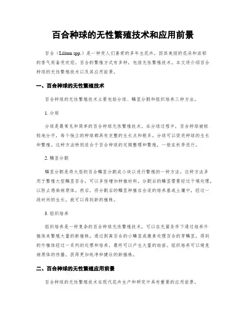 百合种球的无性繁殖技术和应用前景