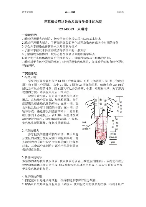 洋葱根尖有丝分裂及诱导多倍体的观察