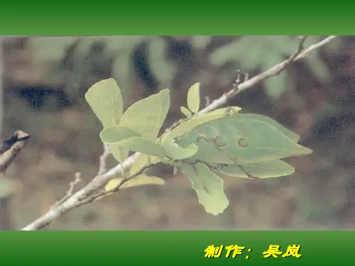 最后的常春藤叶PPT课件