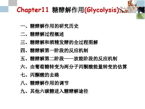 糖代谢教案