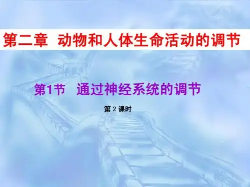 通过神经系统的调节(第2课时)