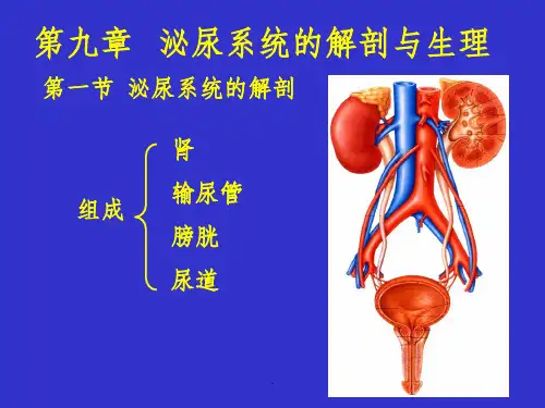 第九章-泌尿系统解剖与生理ppt课件