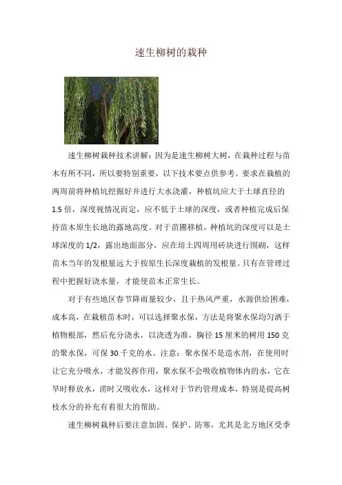 速生柳树的栽种