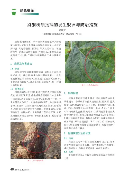 猕猴桃溃疡病的发生规律与防治措施