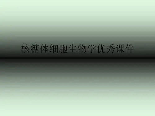 核糖体细胞生物学优秀课件
