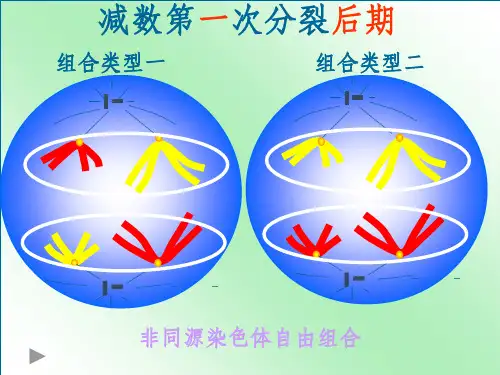 基因和染色体的关系(基因在染色体上)ppt课件