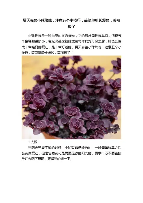夏天养盆小球玫瑰，注意五个小技巧，简简单单长爆盆，美丽极了