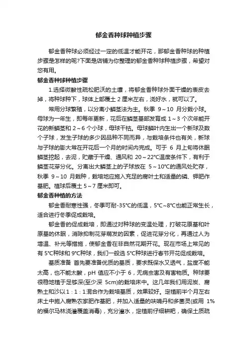 郁金香种球种植步骤