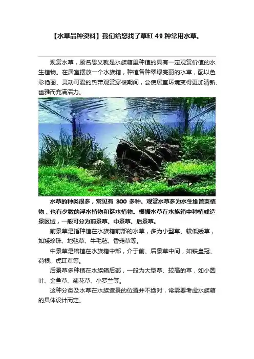 【水草品种资料】我们给您找了草缸49种常用水草。