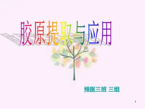 胶原蛋白提取与应用ppt课件