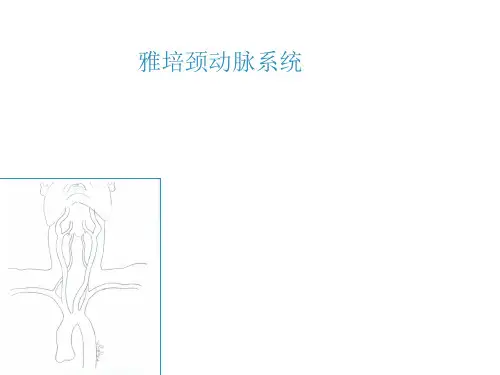 雅培颈动脉系统课件